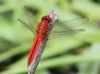 J01_1304 Crocothemis servilia male